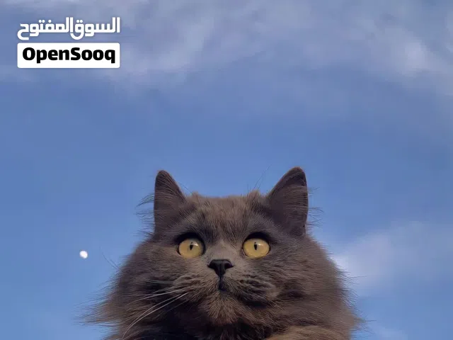 قطط شيرازيه جميلات وا مضاف