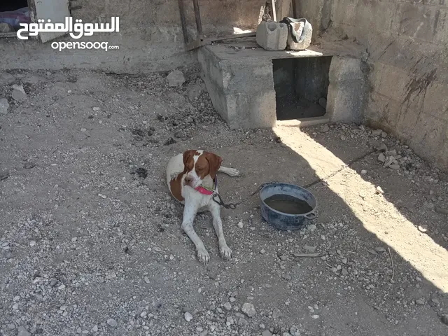 كلب بونتر انجليزي العمر سنه بعدو غشيم دواره فرار ولا بخد للبيع سعرو حرق بس علا 150 دينار بحال البلاش
