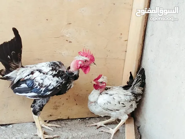 ديوجه ابو ركيبه سعر مناسب تفاصيل بل وصف