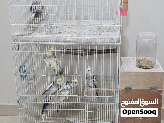 للبيع زوج كوكتيل منتج أليف وايون على اليد وما يعضون