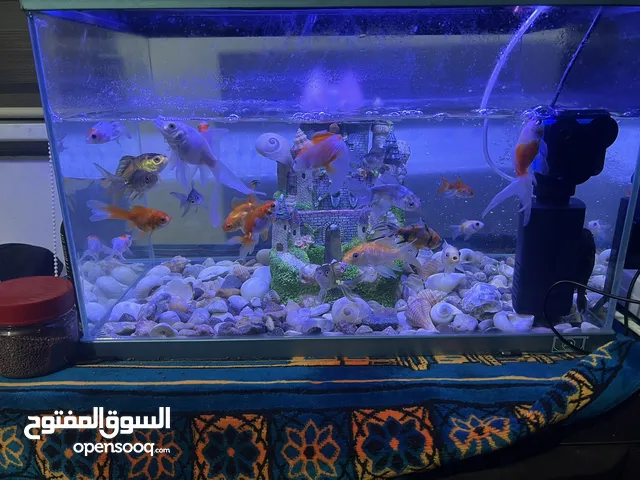 موجود حوض سمك عرض 50ارتفاع 38ال حوض ما بشكي من اشي البدل علا عصافير