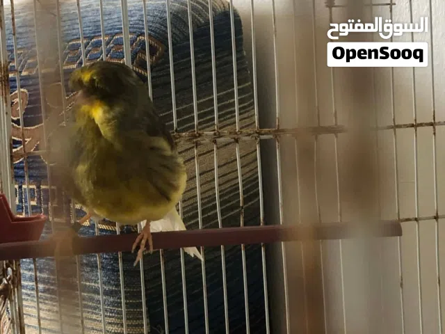 طيور كناري قولستر