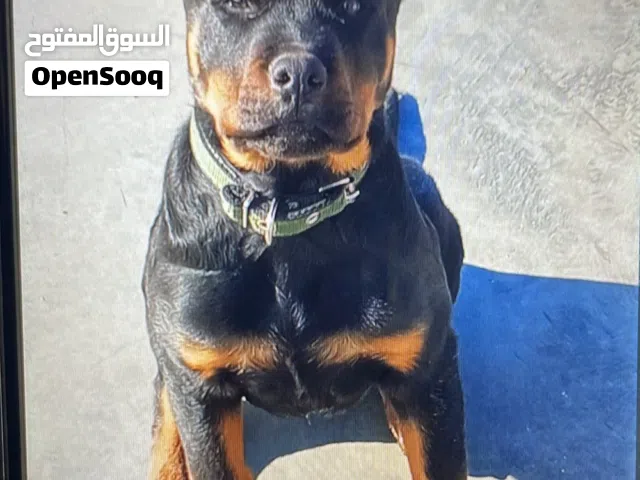 كلب روت عمر 6 شهور للبيع لعدم التفرغ