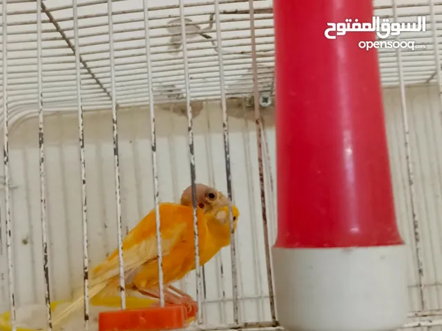 3 جواز بالصلاه على النبي شغالات