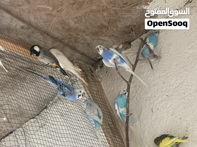 طيور حب 6 زواج وتك