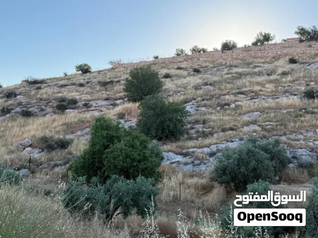 Farm Land for Sale in Irbid An-Nuayyimah