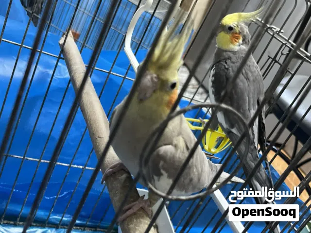 جوز ببغاء كوكتيل مع مخاليفهم عدد 3