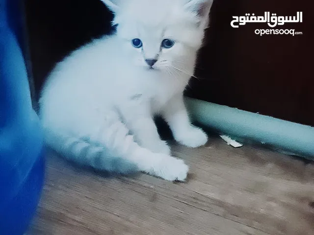 متوفر كيتنز مميزة