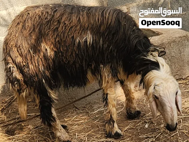 كبش نجدي الحجم الكبير
