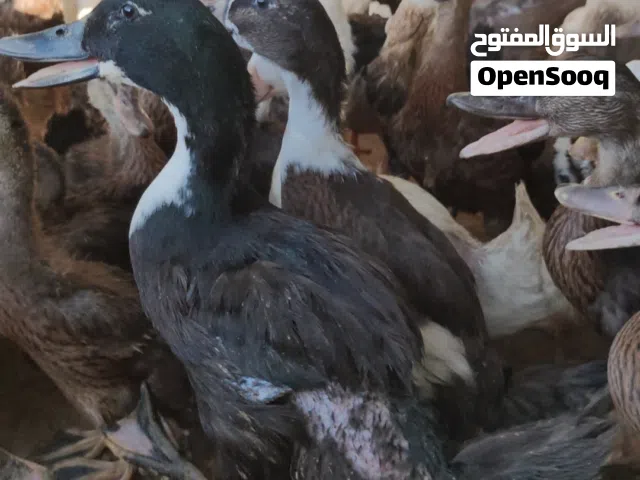 3 months old Duck available jumbo size breed
