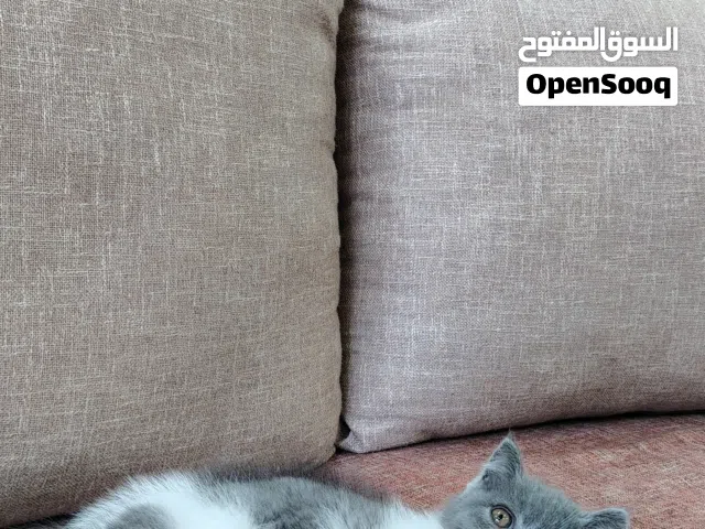 قطة صغيره للبيع مع أغراضها