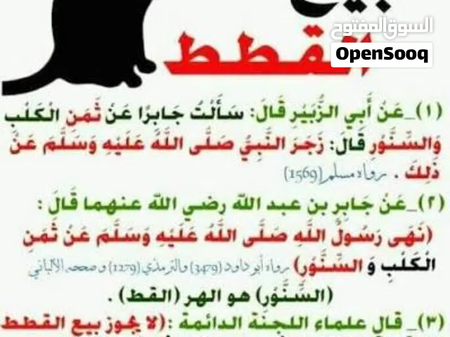 حكم بيع و شراء القطط