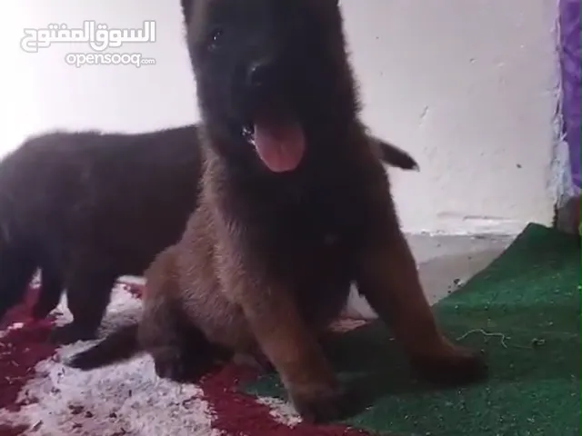 chiots malinois charbonnier