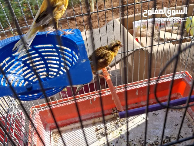 للبيع از البدل 4 جواز كنار وفحل كلو شغال بالصلاه ع النبي