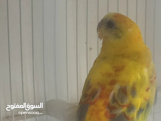 Red Rumped breeding pair for sale