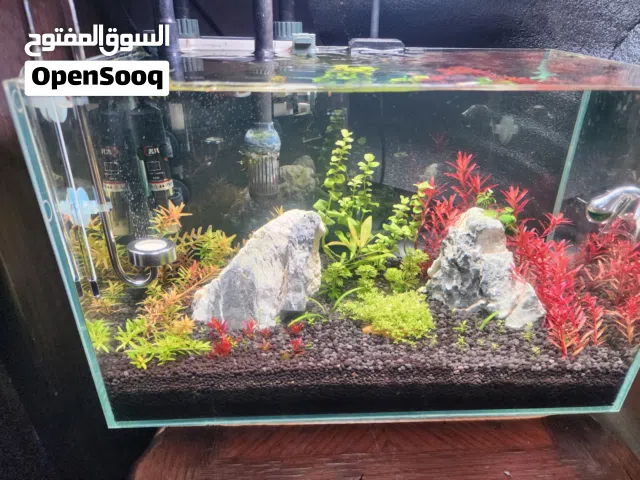 حوض مزروع بل كامل عدت انواع من نباتات لوتك فل كرستال اجنبي