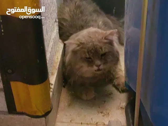 قطه لي التبني