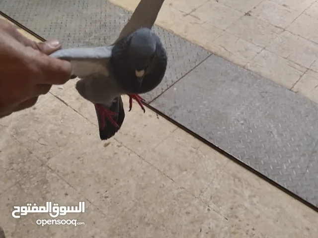 حمام بلدي للبيع