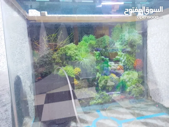 حوض سمك زينه مع فلتر لتصفيه الماء للبيع