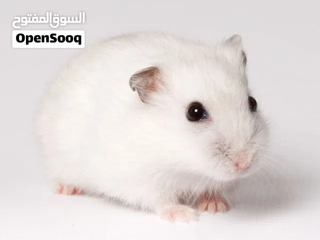 همستر روسي ..الحجم الصغير