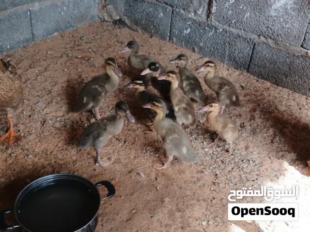 اقرا الوصف بسم الله مشاءالله انتى بط بطريق بى انتاجها للبيع