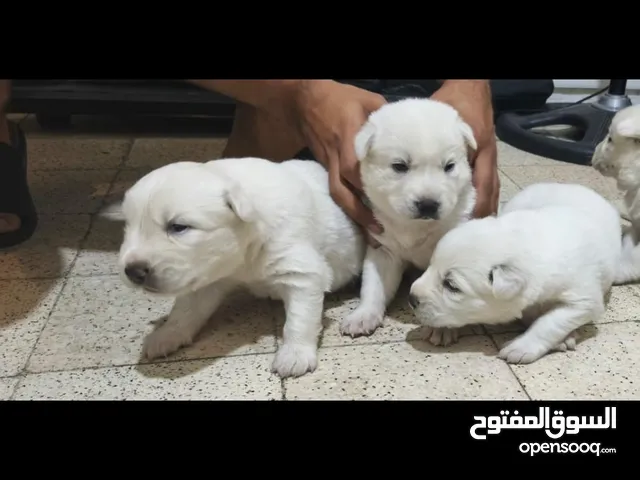 berge swiss pure whatsapp