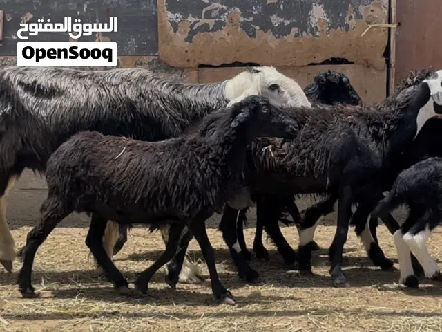 لكبش بتاع باقي الجعد حلال طيب وسمين ومعهن حمله بنت 3 شهور