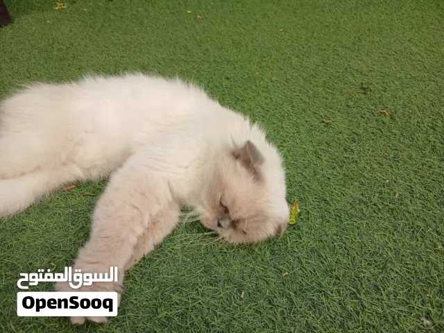 قط/ىه بلون سكري ناعم وعيون زرقاء