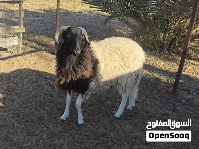 عرض خروف عيد الله يبارك