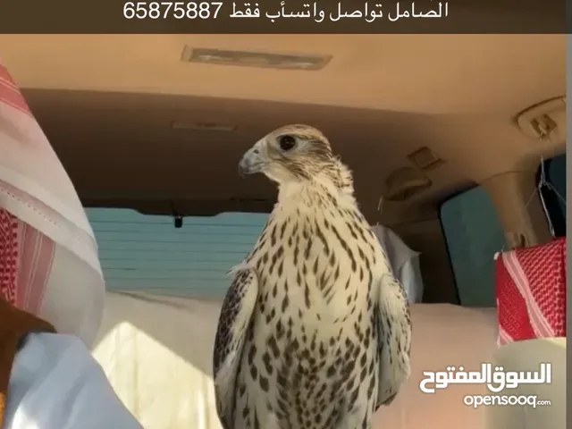 للبيع حر من حر