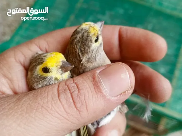 جوز ياسمين قديم بل قفص شغال للبدل ع فحل كنار محترم