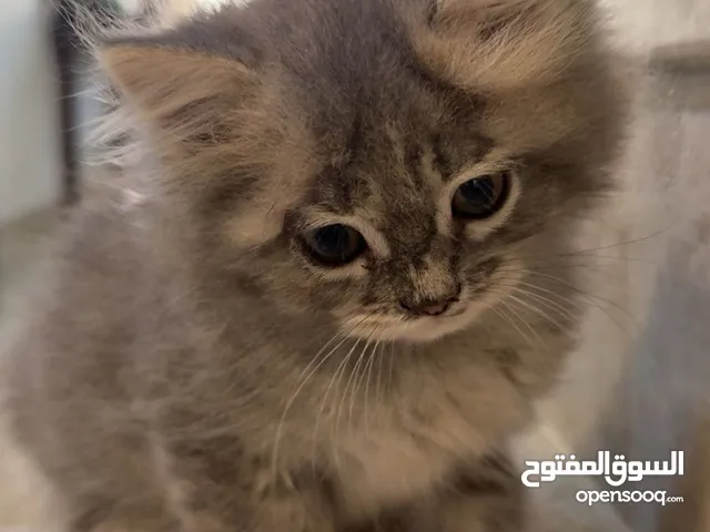 قط عمره شهرين للبيع