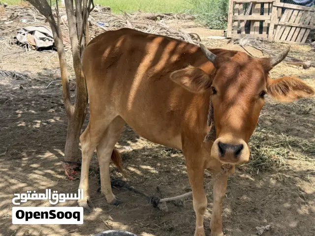 بقره عمانيه الأب ثور باكستاني