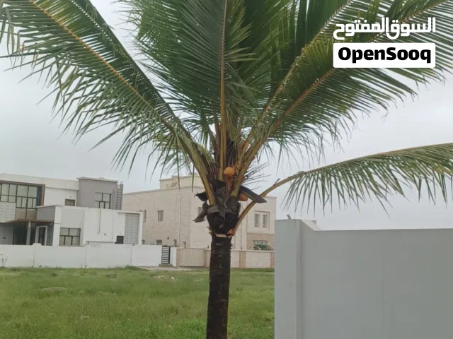 اشجار نارجيل للبيع