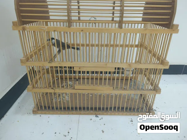 بلابل للبيع