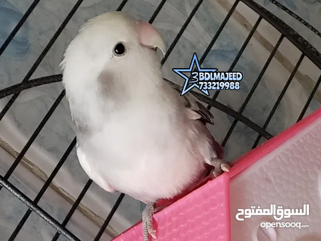 روز بصحة ممتازة