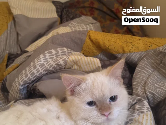 سنور هملايا