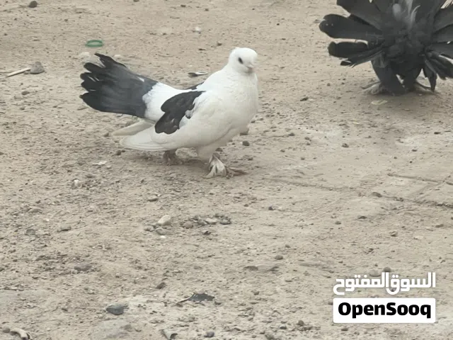 السلام عليكم عرايس ورافل حمام زينه او مراوس بحمر بغداديات