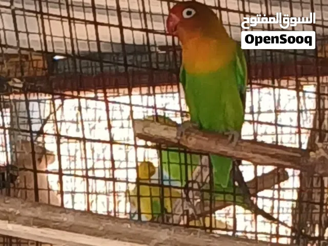 للبيع فيشر محلي الأخضر التفاصيل تحت في صندوق الوصف