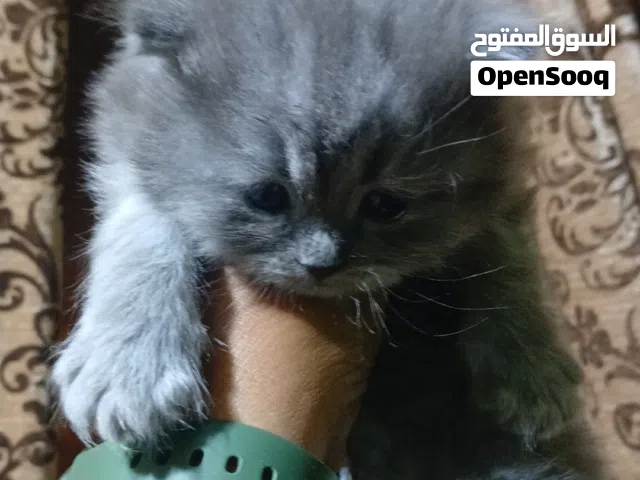 شيرازي بالوان مختلفه