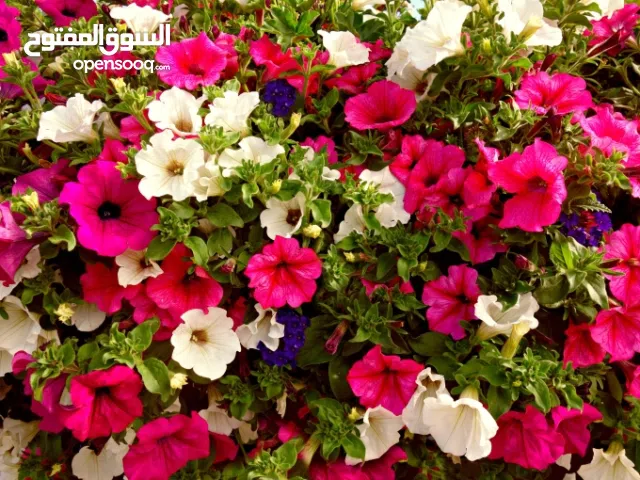 120 m2 3 Bedrooms Apartments for Rent in Ramallah and Al-Bireh Beitunia