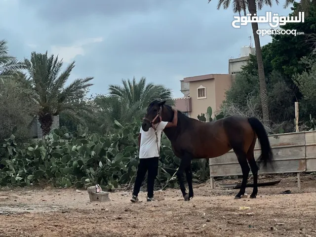 فرس وبنتها للبيع