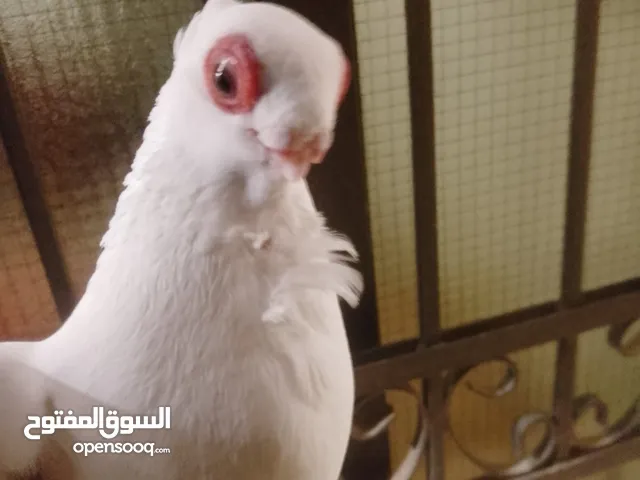 بولنديات نخب ولا غلطة