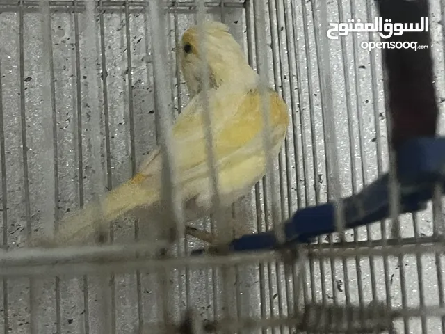 جوز كنار للبيع شغالت 100‎%‎ سبب البيع العوده الى سوريا