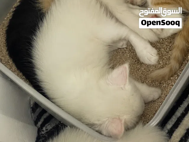 قطط شيرازي