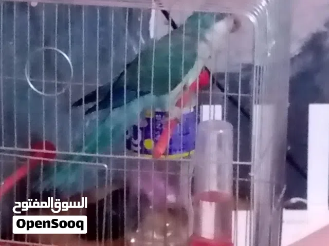 كويكر اليف جدا جدا على الصغار والكبار متكلم طيران هدد الله يطرح البركه لصاحب النصيب