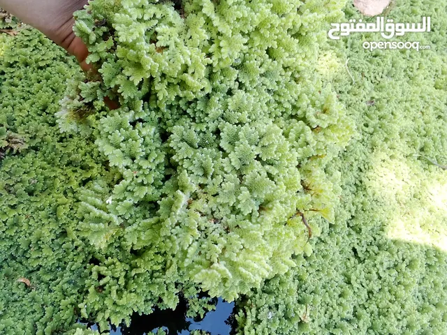 السلام عليكم. متوفر نبــآت آلآزولآ رقم الهاتف