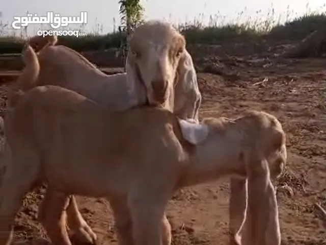 ماعز حجازي
