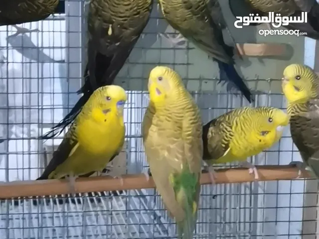 طيور حب بادجي بلاك ونج نخب أول يوجد فيديو داخل التفاصيل