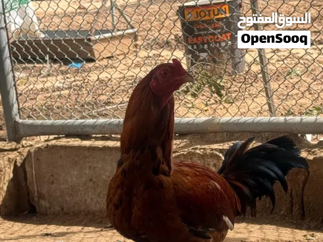للبيع ديك بكستاني جاهز للإنتاج